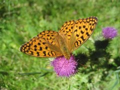 IMG_0269.JPG