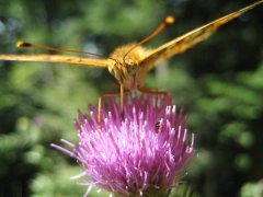 IMG_0273.JPG