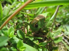 IMG_0261.JPG