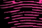 zebra.jpg