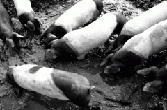 dinner time.gif