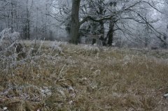 winter_web.jpg