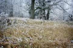 winter.jpg