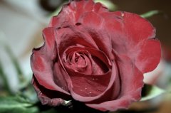 rose2.jpg