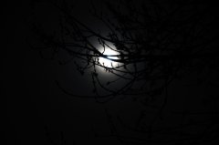 Moonshadow.jpg