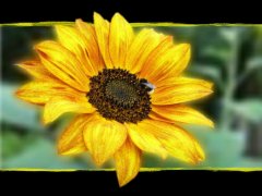 sonnenblume1.jpg