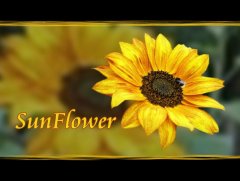 sunflower.jpg