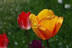 DSC_0077_s.jpg