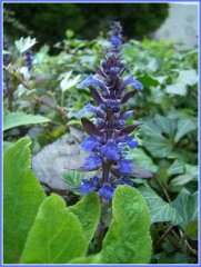 Blütenblume_blau kl.jpg