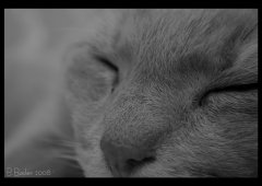 Ginger Poster2.jpg