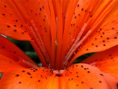 flower_klein.jpg