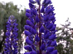 flower2_klein.jpg