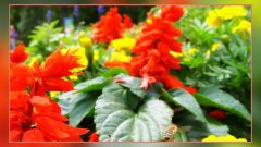 Blumen klein.jpg