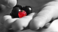Niklas_Hand_Rribisl_Colorkey_16_9_(c)_Bernhard_Plank-2.jpg