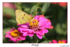 Butterfly_tu.jpg