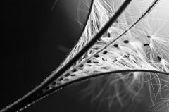 IMG_1681_PS_S_W_filtered_(c)_Bernhard_Plank_2-1.jpg