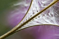 IMG_1680_PS_crop_filtered_(c)_Bernhard_Plank_2-1.jpg