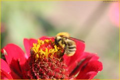 Bienchen1_tu.jpg
