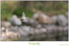 Dragonfly_tu.jpg