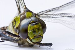 Libelle_trocken_900.jpg
