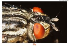 fly.jpg