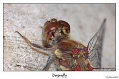 dragonfly3_fc.jpg