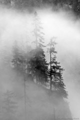 Nebel_bernhard_plank_ps_16_9_b_w.jpg