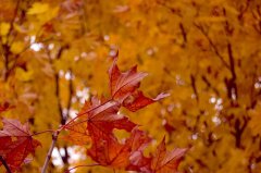 Herbst_klein.jpg