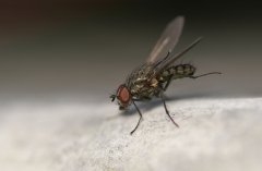 FLiege.jpg