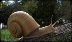 schnecke-auf-Baum-Kodak-loo.jpg