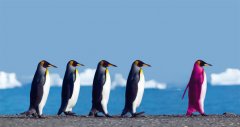pinguine.jpg