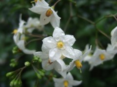 DSCF6602 800x600.jpg