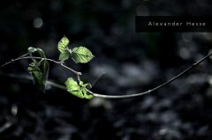 _IMG_6699_02.jpg