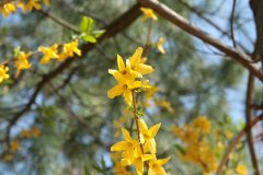 Blüten.JPG