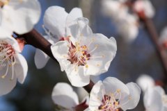 Blüten_2.JPG