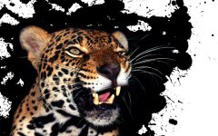 jaguar_hg.jpg