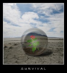 Survival.jpg