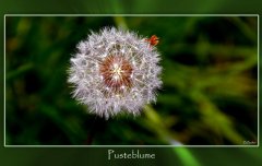 Pusteblume.jpg