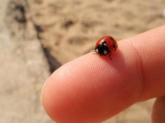 ladybug small.jpg