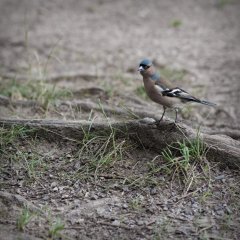 IMG_3352.jpg