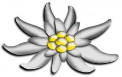 edelweiss01klein.jpg edelweiss01klein.jpg