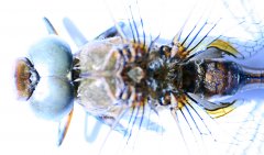 Dragonfly02.jpg