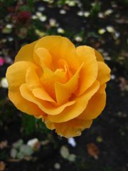 img_0017.jpg
