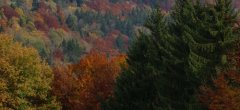 DSC00945.jpg