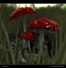 shrooms-titled.jpg