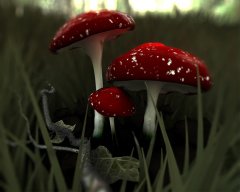 schrooms-PS-klein.jpg