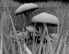 schrooms-wire.jpg