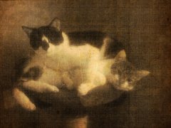 Katzen-alt.jpg