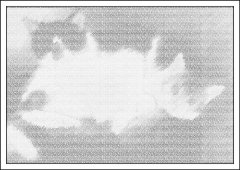test.jpg