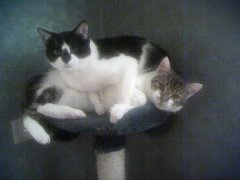 Cats_LOL.jpg